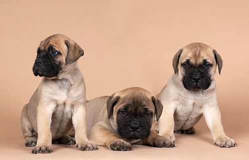 Drie bull mastiff hond pups op een beige achtergrond