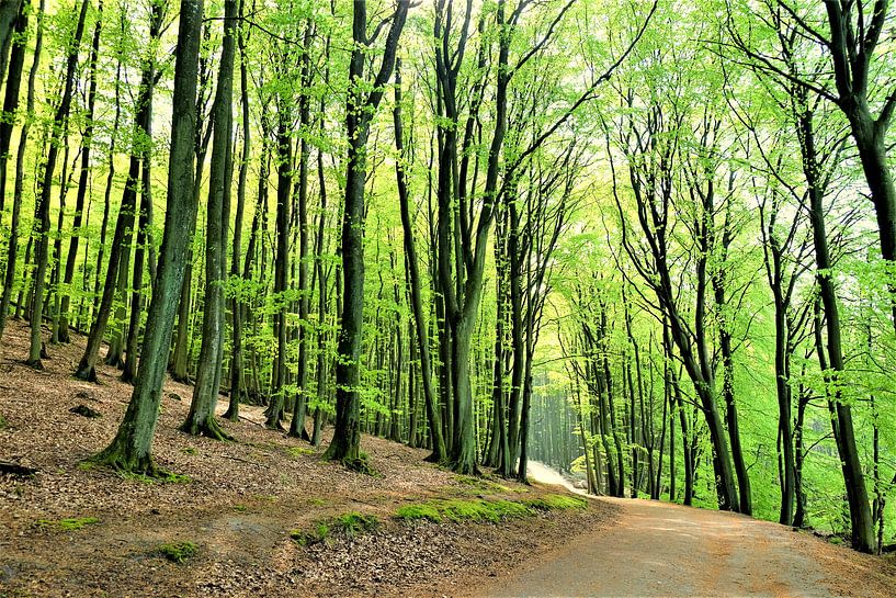 The beautiful forest by Ostsee Bilder