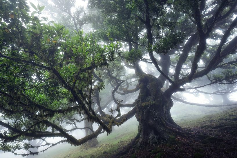 The monster tree II by Martin Podt