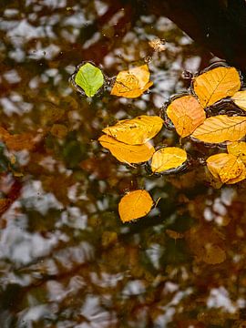 Drifting leaves by Roger Trelou