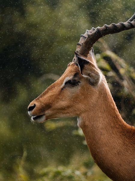 Impala in the Rain - Kruger National Park by Ian Schepers