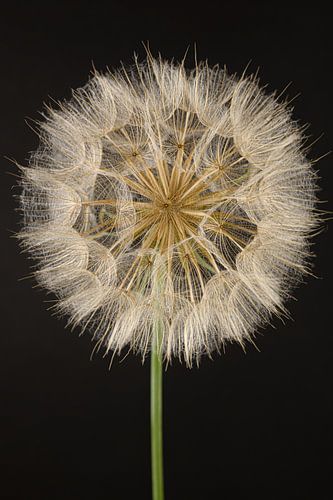 Morgenster (Tragopogon) in het licht met donkere achtergrond