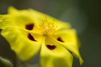 Halimium lasianthum