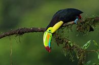 The colors of Costa Rica, Fabio Ferretto by 1x thumbnail
