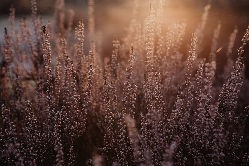 Parc national De Loonse en Drunense bruyère violette par Amber den Oudsten