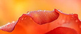 Drops on a rose blossom by Poster Art Shop