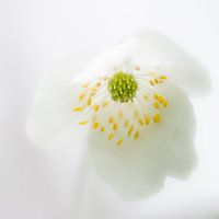 Blanc sur blanc