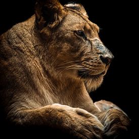 Leeuwin portret, lioness portrait van Jeffrey Hensen