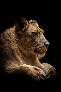 Leeuwin portret, lioness portrait van Jeffrey Hensen