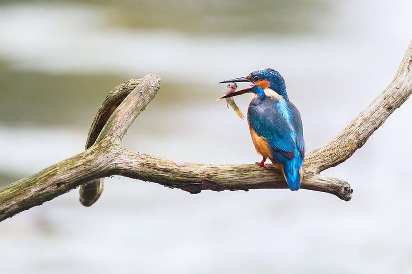 IJsvogel van Pim Leijen