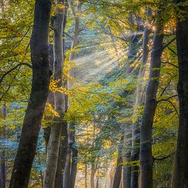 Morgenlicht von Robin Pics (verliefd op Utrecht)