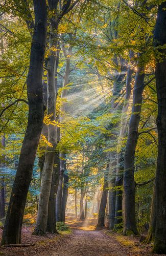 Morgenlicht