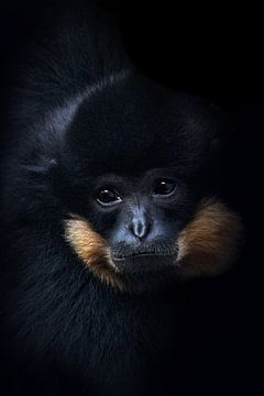 Goudwanggibbon van Anja Wessels Fotografie