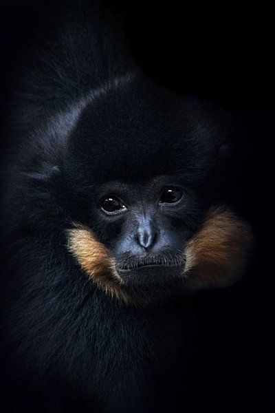 Goudwanggibbon van Anja Wessels Fotografie