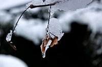 Eis und Schnee verändern die Natur