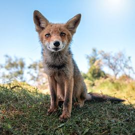 Vos zit in het gras met een zonnetje op de achtergrond van Jolanda Aalbers