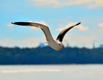 Gull in Sweden by Karel Frielink