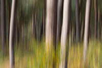 Abstract pine forest