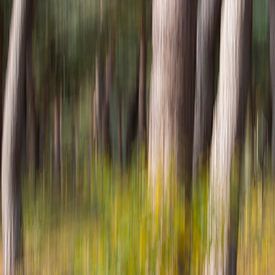 Abstract pine forest by Bas Alstadt Fotografie