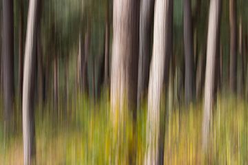 Abstract pine forest