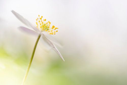 Wood anemone 2020 - 5