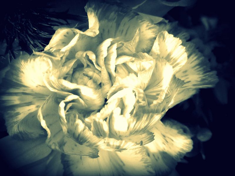 Beige Fresia by Nicky`s Prints