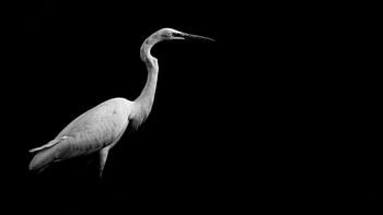 egret