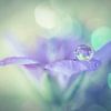 Lilac flower with drop by Bert Nijholt