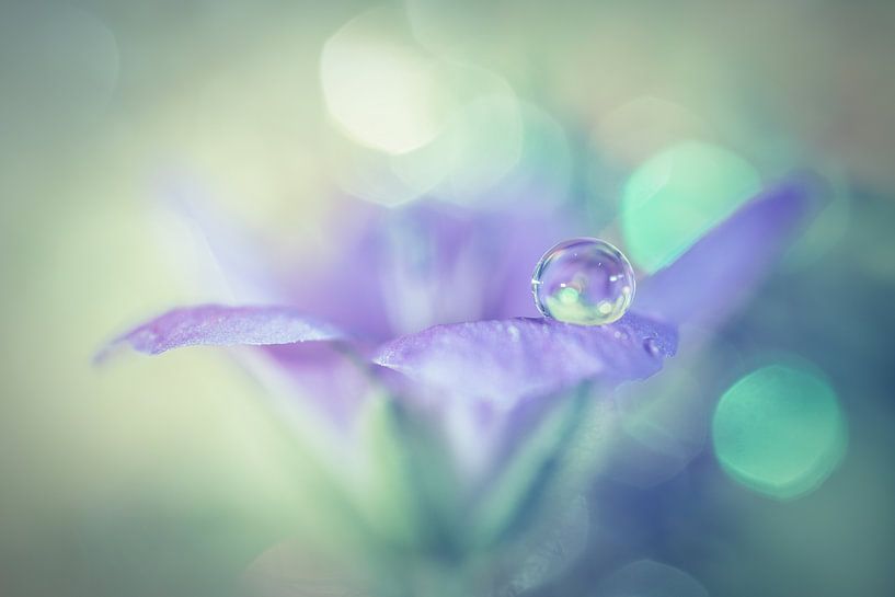 Fleur de lilas avec goutte par Bert Nijholt