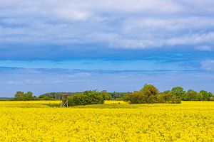 Blühendes Rapsfeld und Bäume bei Purkshof im Frühling