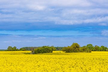 Blühendes Rapsfeld und Bäume bei Purkshof im Frühling von Rico Ködder