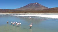 'Flamingo's', Bolivia par Martine Joanne Aperçu