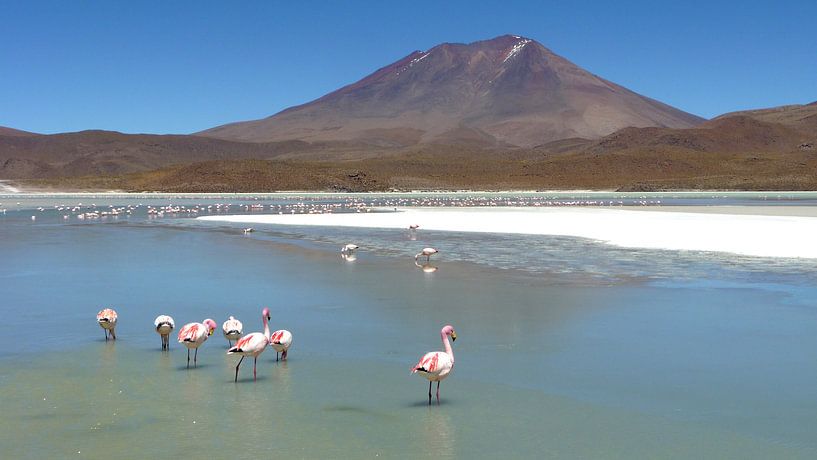 'Flamingo's', Bolivia par Martine Joanne