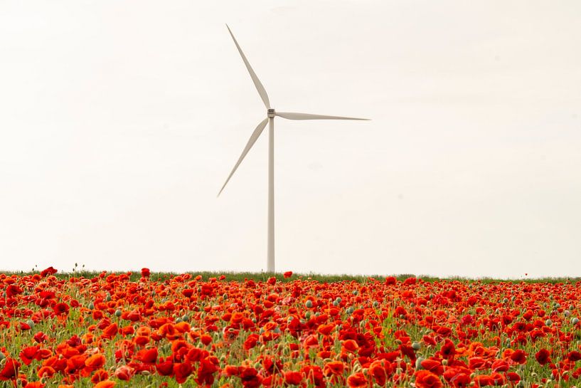 Windmill by Marjoleine Knappers