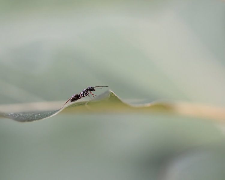 Ant by Liliane Jaspers