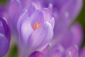 Focus op een krokus in de lente sur Ralf Köhnke