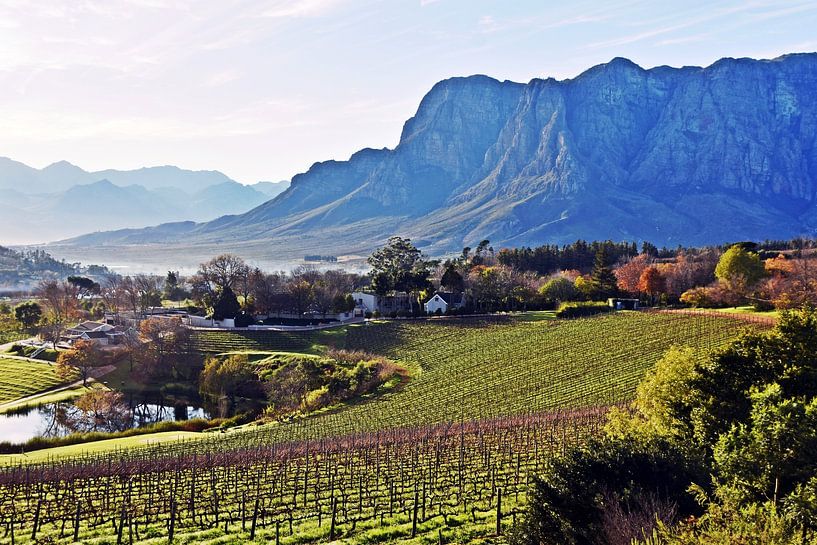 Weinfelder und Berge in den Cape Winelands von Werner Lehmann