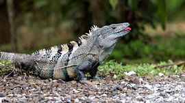 Black iguana by Rob Kempers  Nature-Art-Landscape Photography