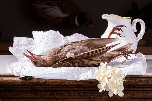 Still life 'with young dead thrush, blackbird' by Willy Sengers