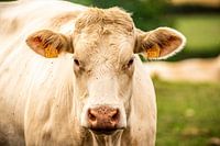 Charolais