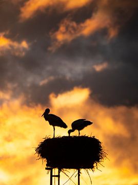 Ooievaar silhouetten van Willemijn Wolthaus