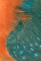 Macro photo of Common Kingfisher