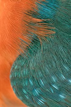 Macro opname van prachtige IJsvogel