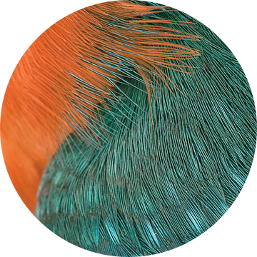 Macro opname van prachtige IJsvogel van Beschermingswerk voor aan uw muur