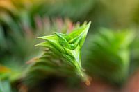 Succulent colse up - Desert Collection