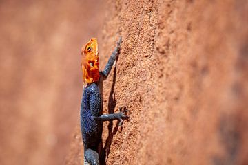 Lézard orange et bleu grimpant sur une roche orange sur Simone Janssen