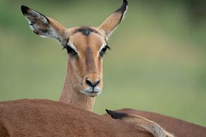 portrait d'une Impala dans le parc Kruger