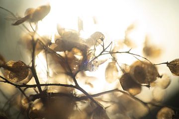 Hortensie im Morgenlicht von Nanda Bussers