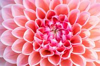 Macro plan d'un dahlia noble montrant le printemps à son meilleur