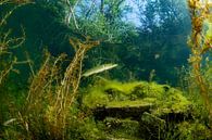 Pike in the pond of Ekeren by Filip Staes thumbnail